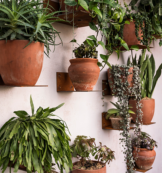 House plant parenting course from Patch Plants